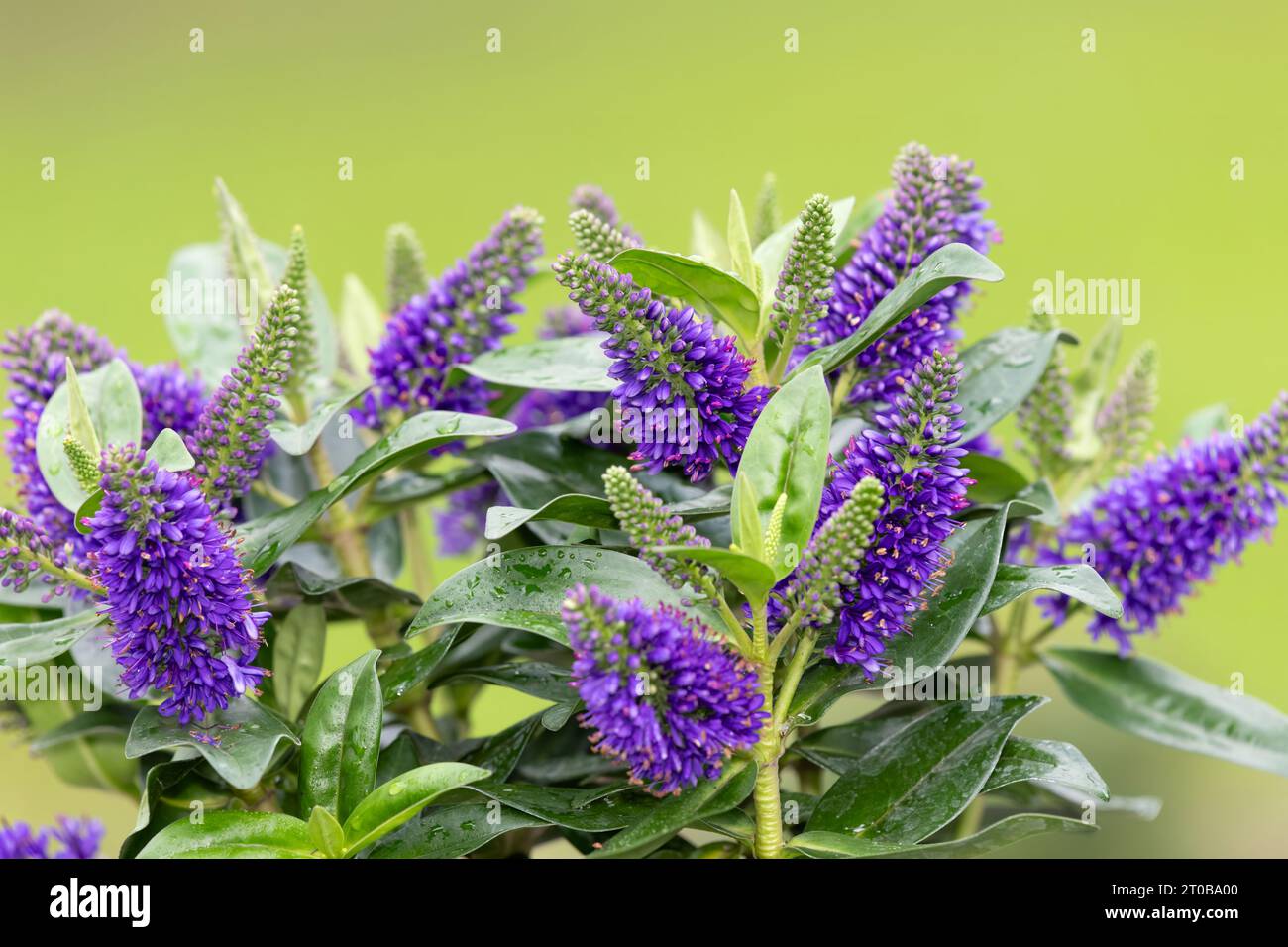 Close up of purple hebe flowers in bloom Stock Photo