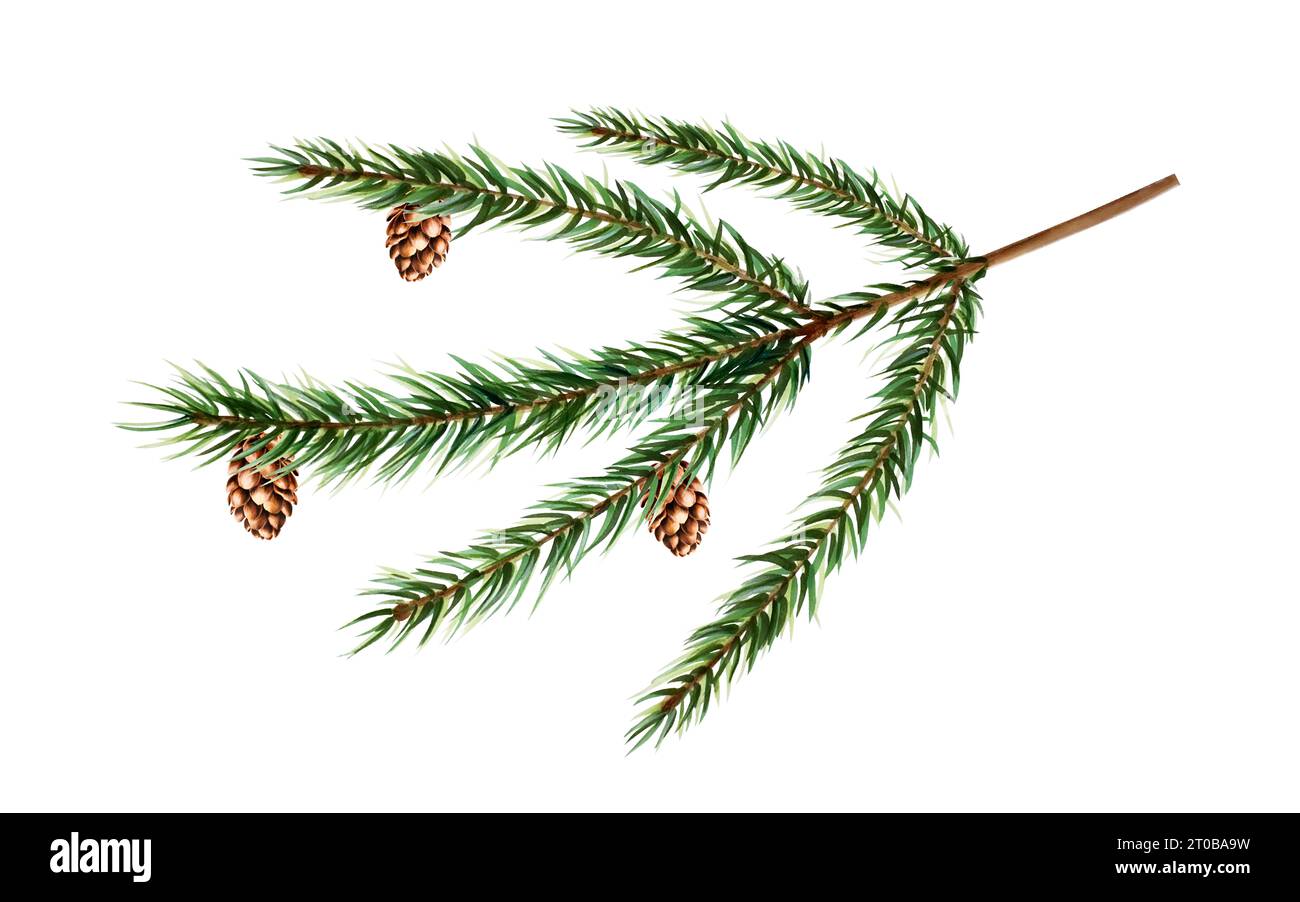 Watercolor christmas spruce with pine branch, cedar, fir and larch cone. New year botanical illustration isolated on white background. For designers, Stock Photo