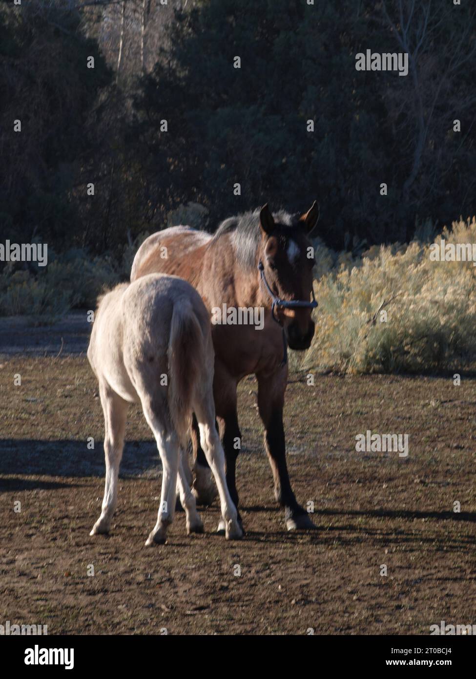 Mother horse feeding colt Stock Photo Alamy