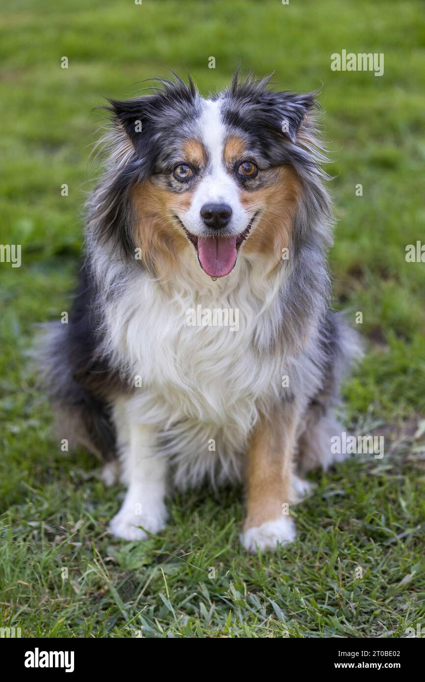 12-Years-Old Blue Merle Tricolor Miniature Australian Shepherd Female Dog. Stock Photo