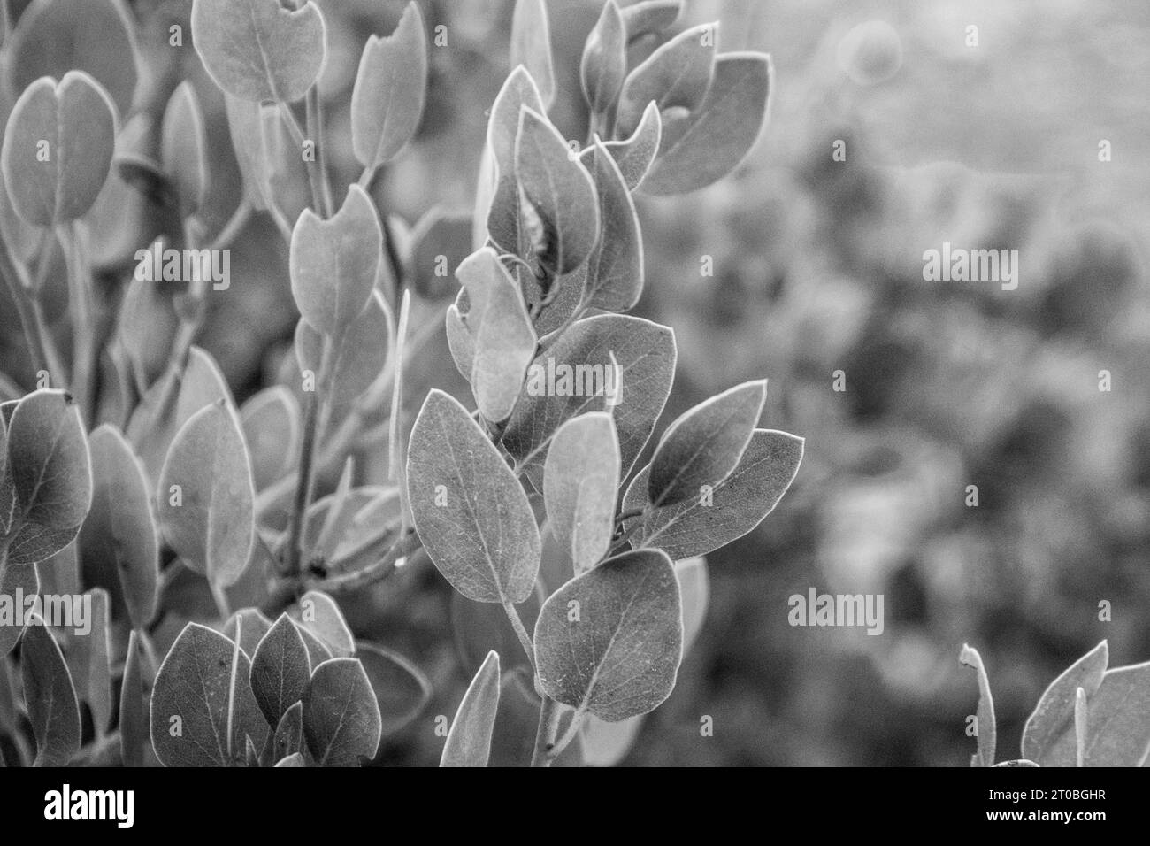 Arid environment plants Black and White Stock Photos & Images - Alamy