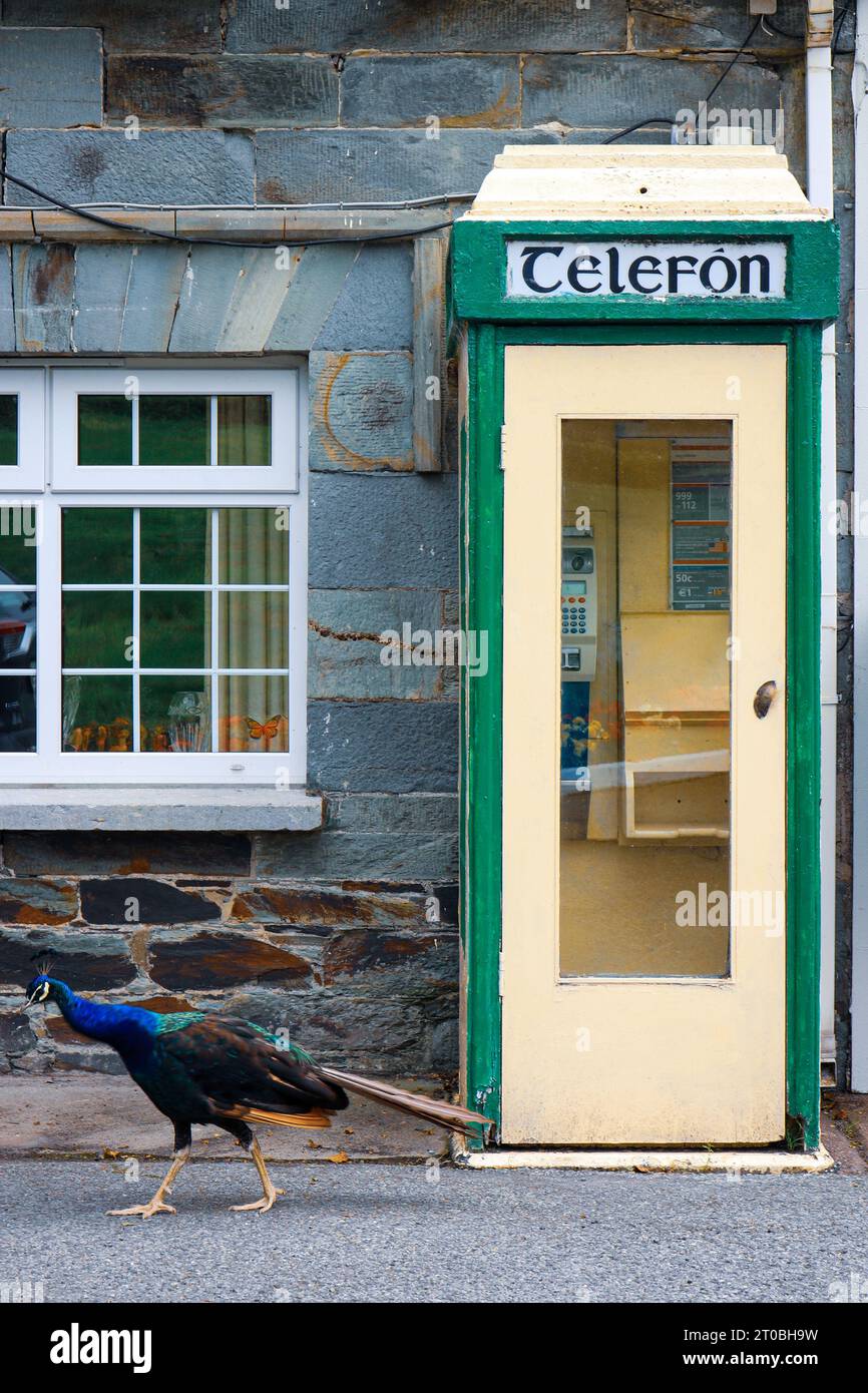 An Irish telephone box with peacock Stock Photo