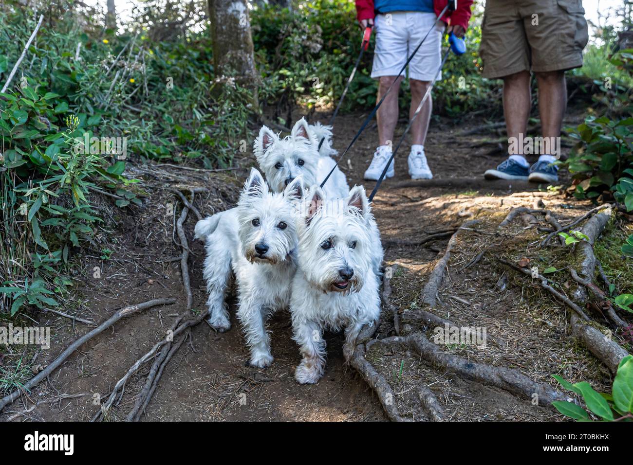 Three is Better than One (west highland terriers) Stock Photo
