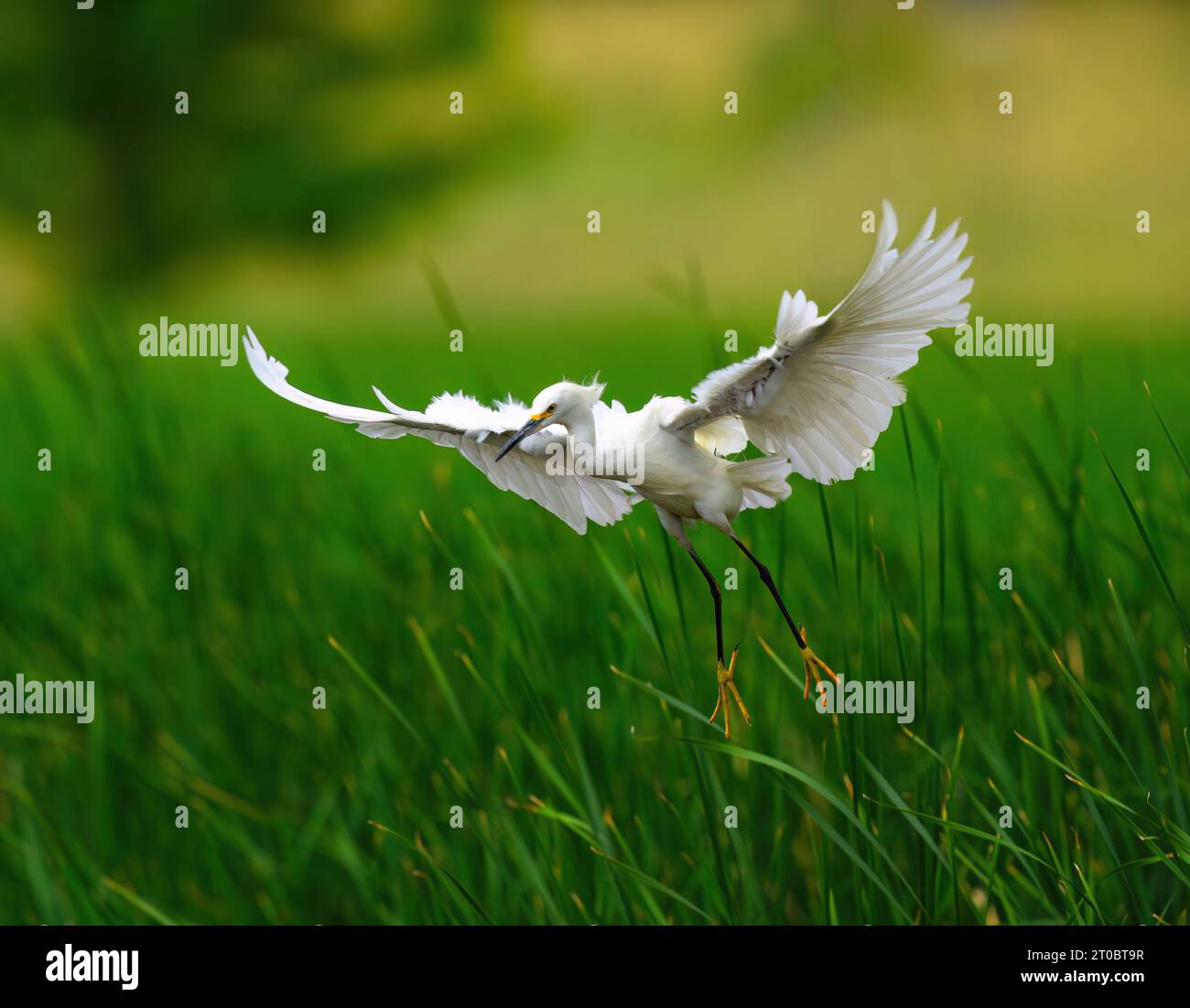 A Snowy Egret with angelic wings coming in for a landing in a field of green reeds. Stock Photo