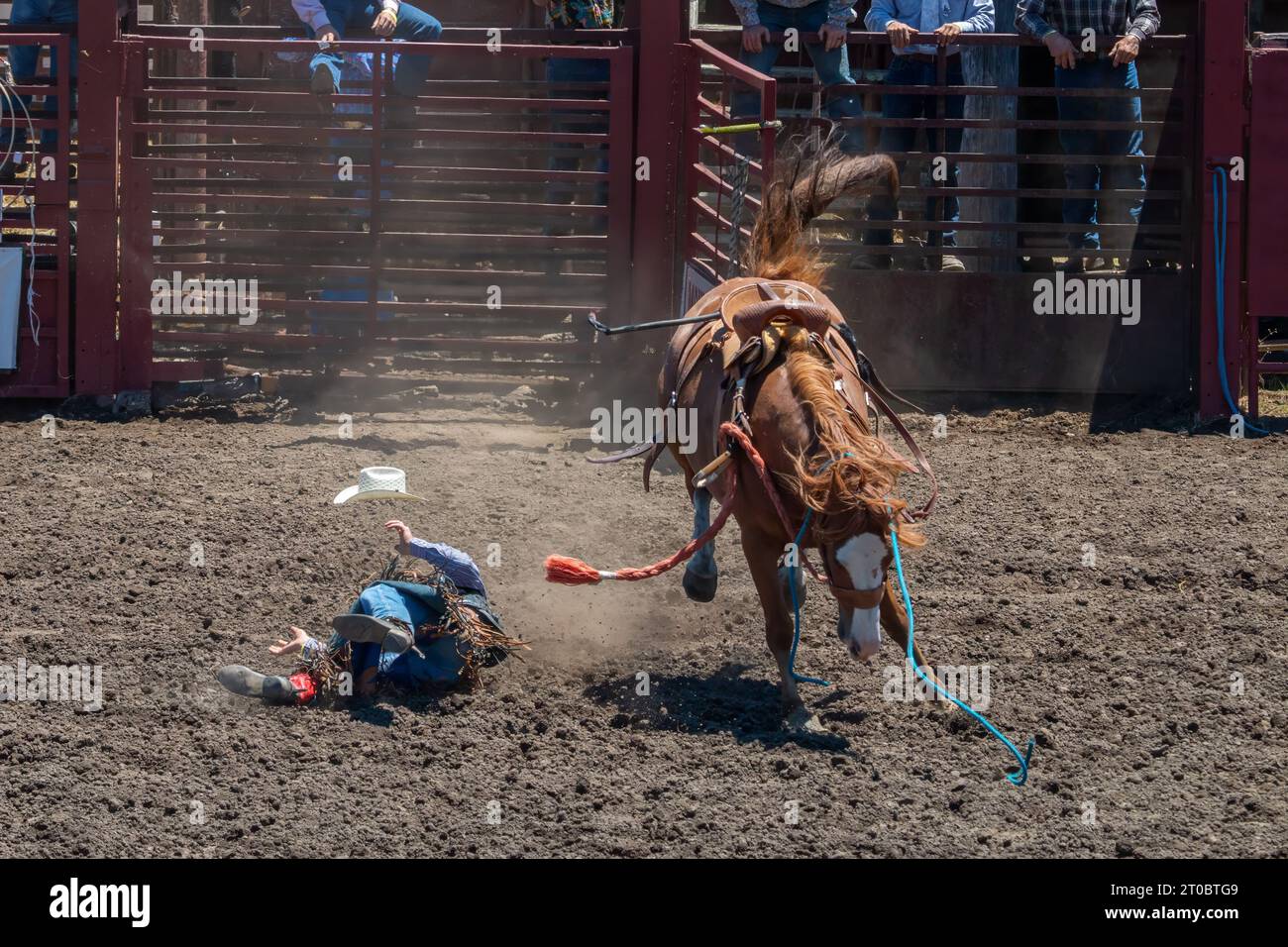 A cowboy has been bucked off a bucking bronco at a rodeo. The horse has