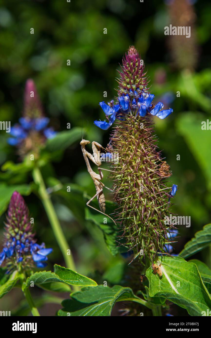 Praying Mantis on a Blue Witches Hat plant Pycnostachys urticifolia in a California garden Stock Photo