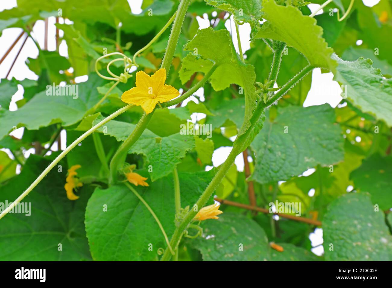 Cucumber flowers hi-res stock photography and images - Alamy
