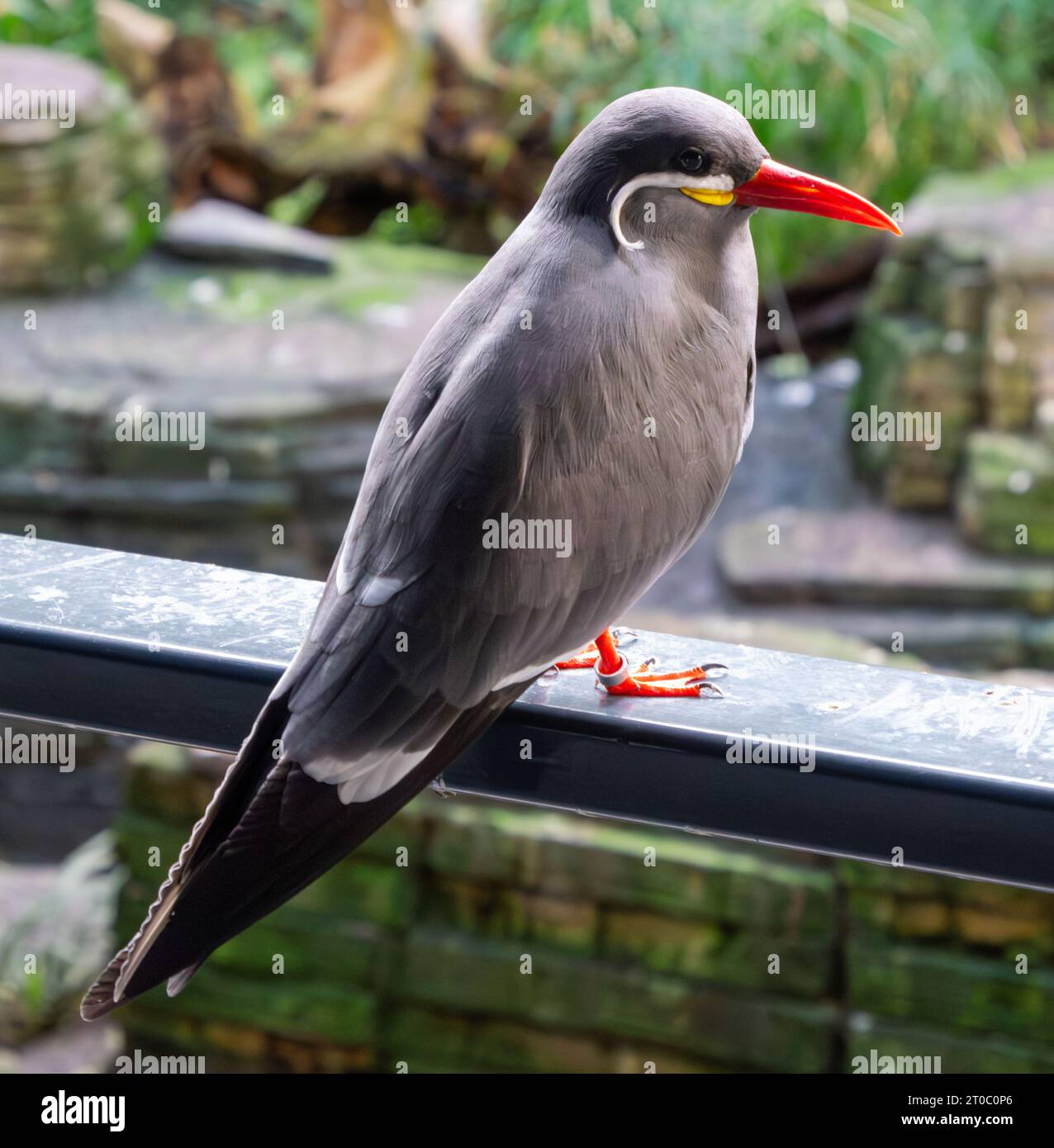Inca tern (scientific name: Larosterna inca) is a dark gray bird with some white plumes. It is characterized by its white mustache Stock Photo