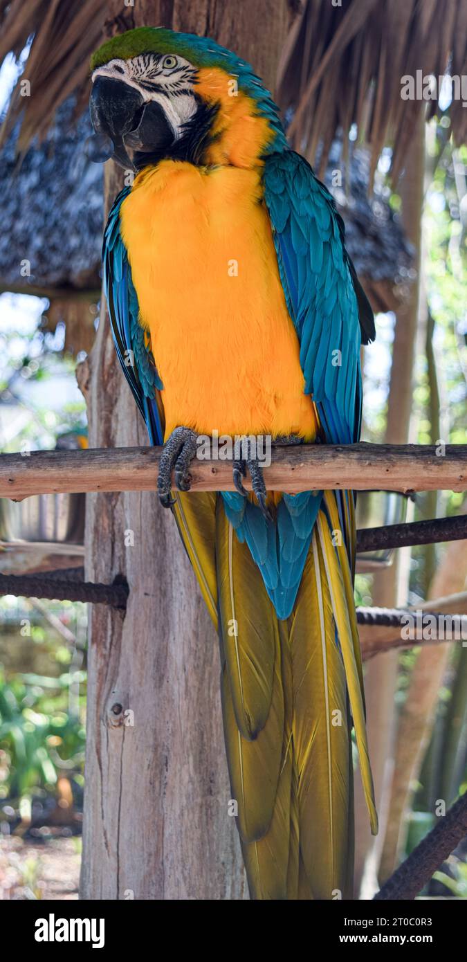 Blue and Yellow Macaw (Ara ararauna) on a perch Stock Photo - Alamy