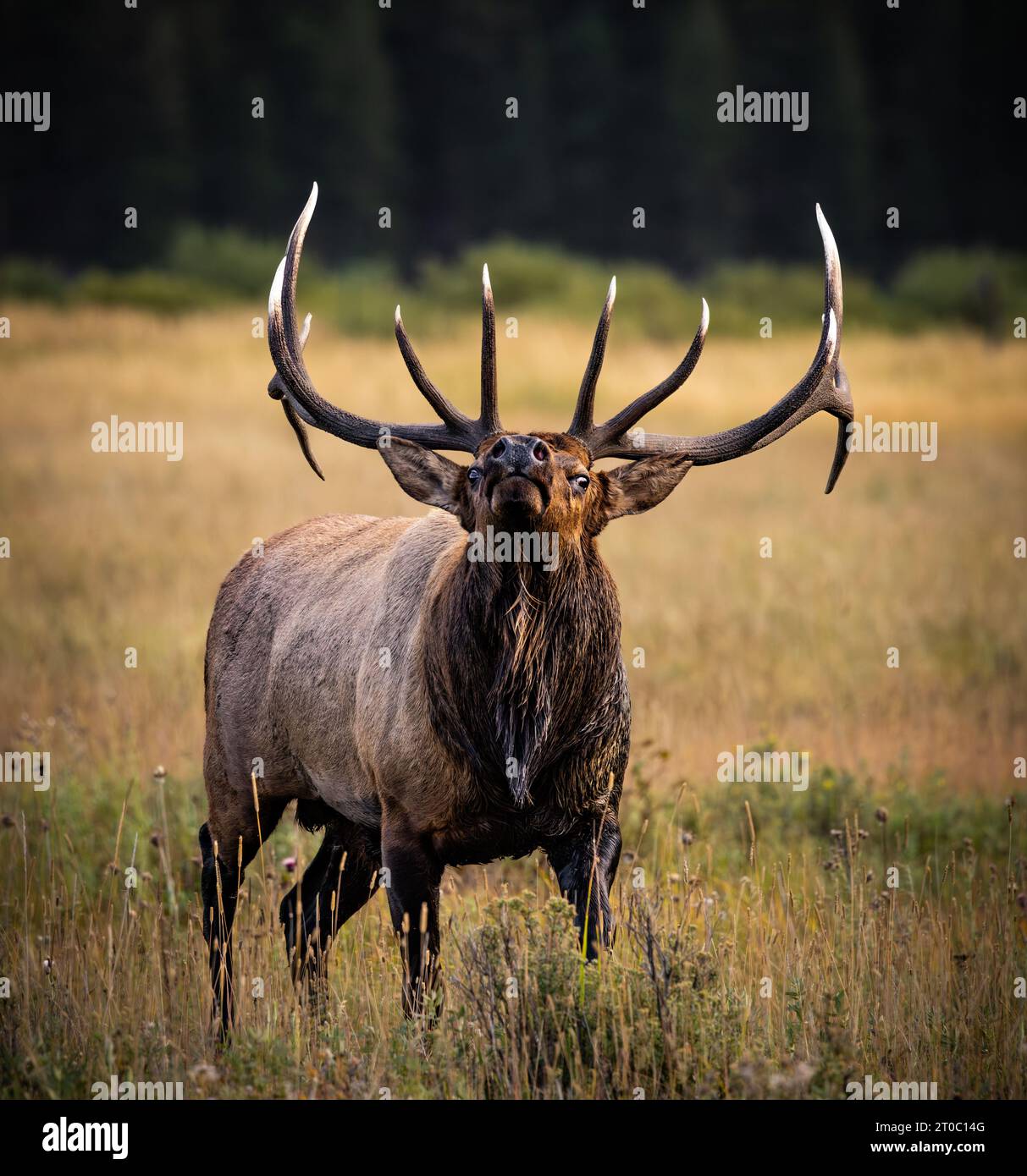 Bull Rocky Mountain Elk - cervus canadensis - standing in grass meadow tilting head back during fall elk rut, Rocky Mountain National Park, Colorado Stock Photo