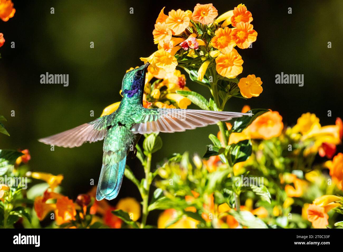 Closeup of Lesser Violetear feeding on nectar from flowers of Marmalade