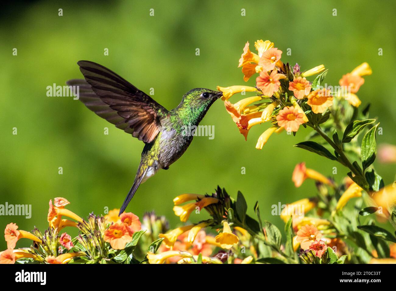 Closeup of Stripe-tailed Hummingbird in flight, feeding from nectar of marmalade shrub Chiriqui Province, Panama Stock Photo