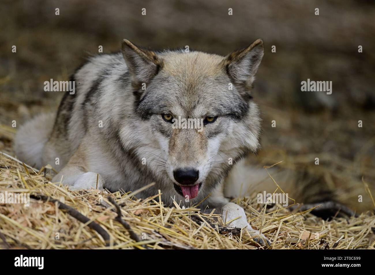 Grey wolf - Canis lupus Stock Photo