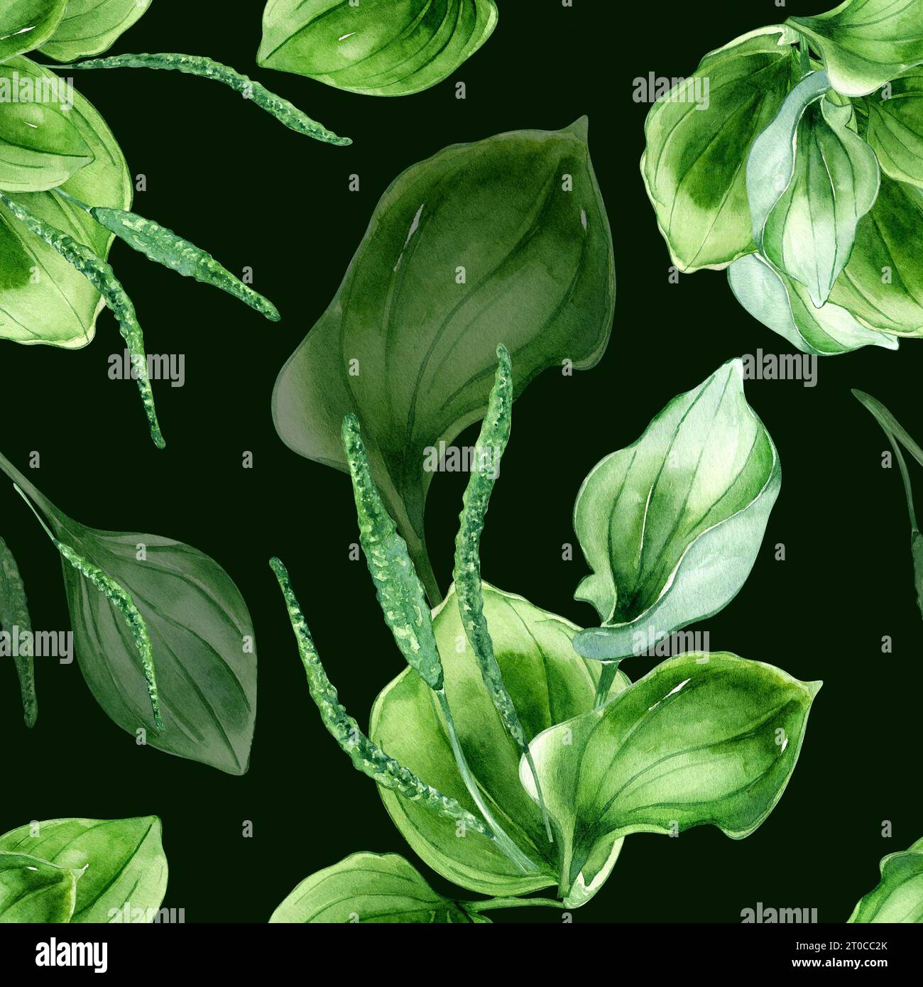 Plantago broadleaf medicinal plant watercolor seamless pattern isolated on black background. Plantain, green leaves, herb, psyllium hand drawn. Design Stock Photo