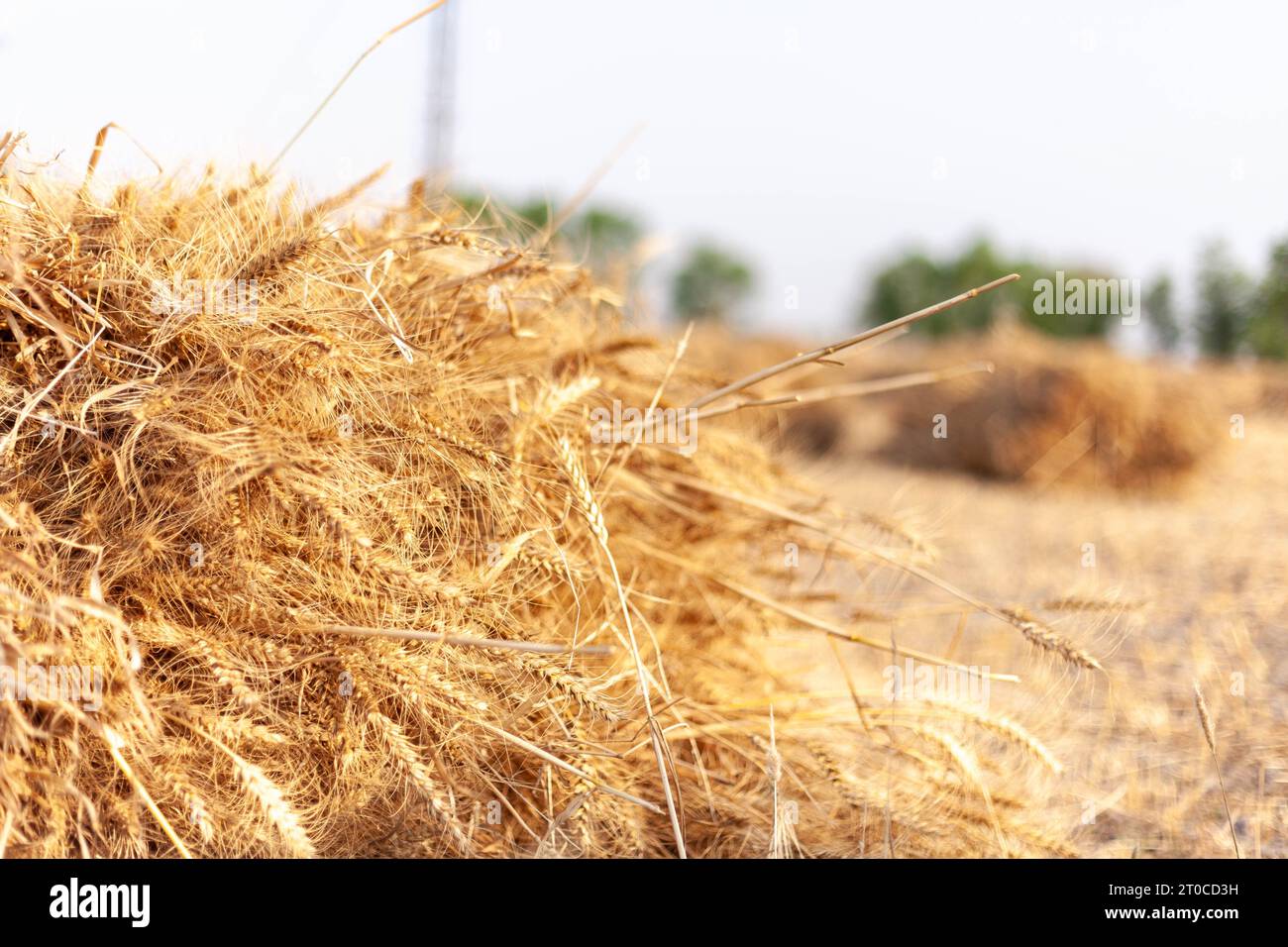 Golden Barley (Wheat) Field during Daylight Stock Photo