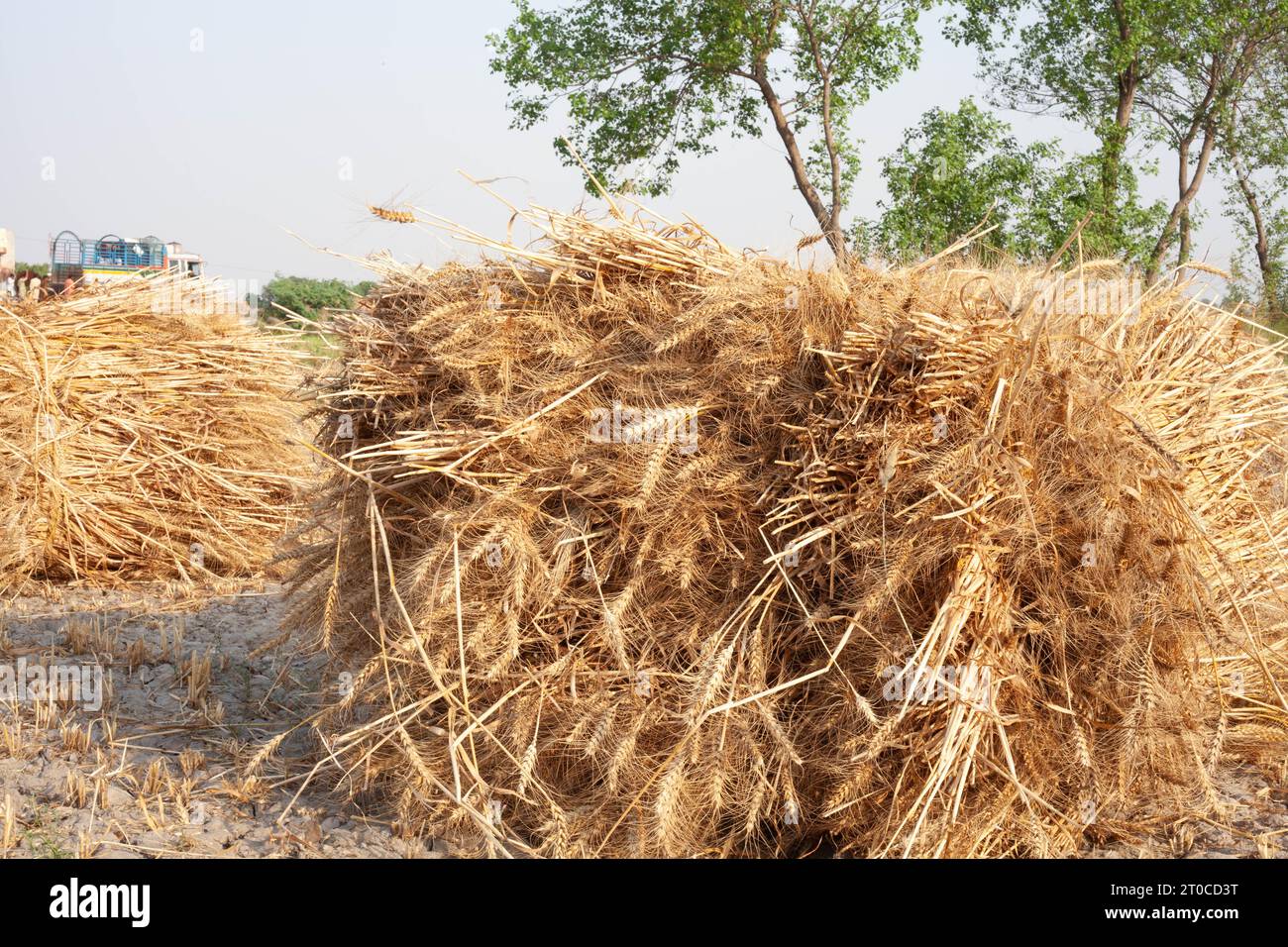 Golden Barley (Wheat) Field during Daylight Stock Photo