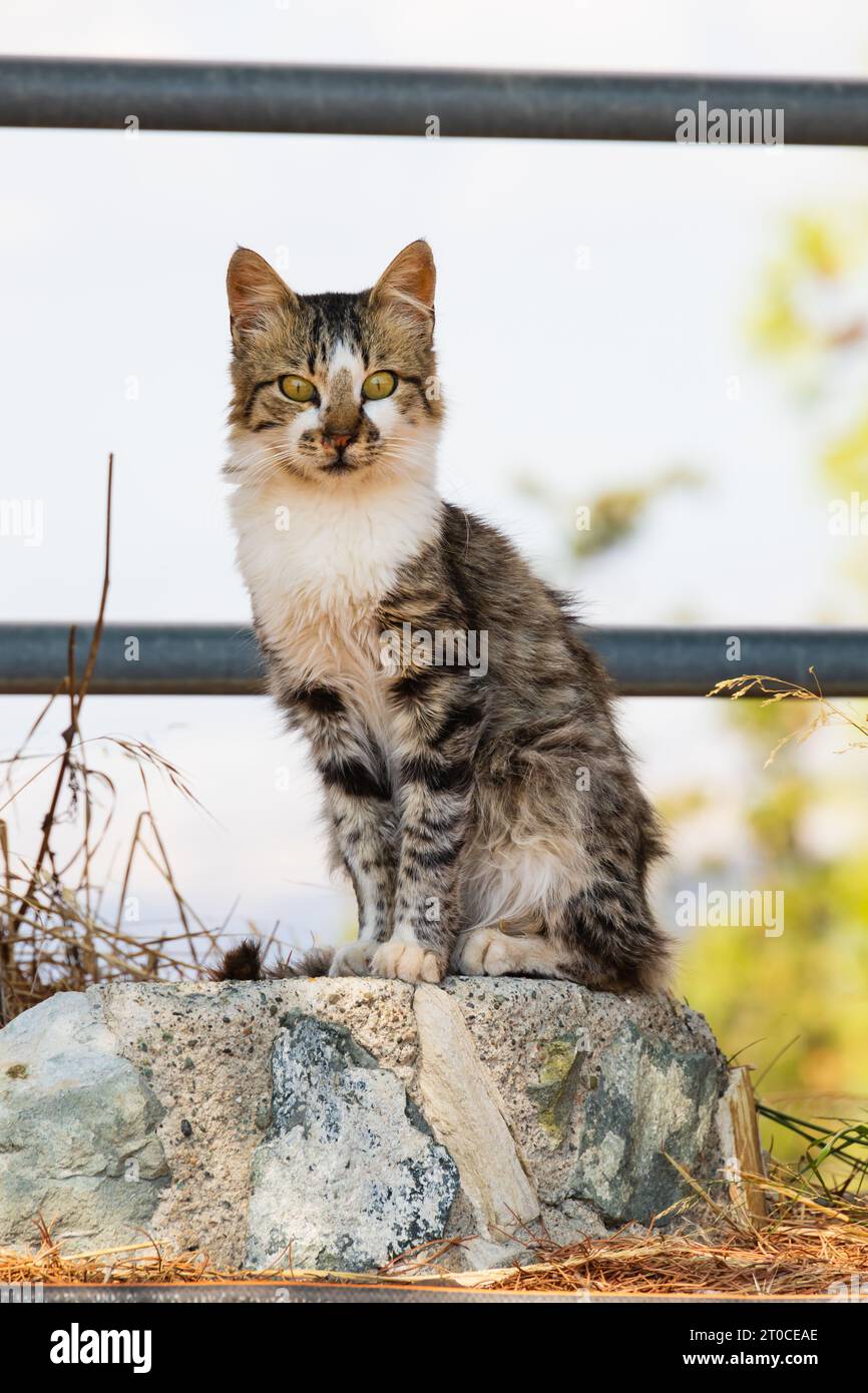 Feral Cypriot cat at Stavrovouni Monastery,  Cyprus. Looking at camera. sitting up. Stock Photo