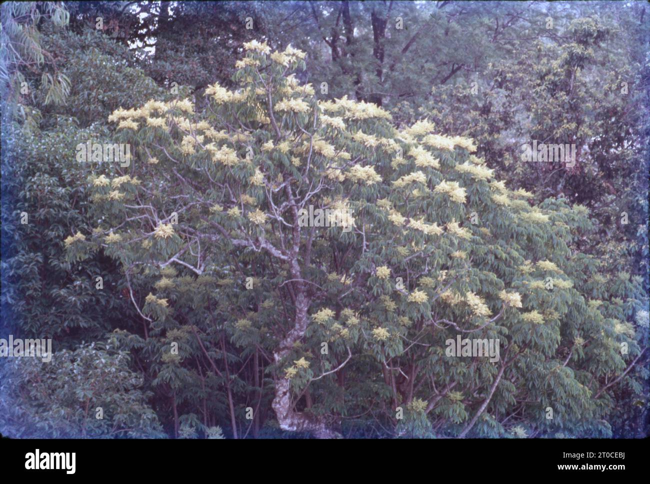 India seasonal flowers hi-res stock photography and images - Alamy