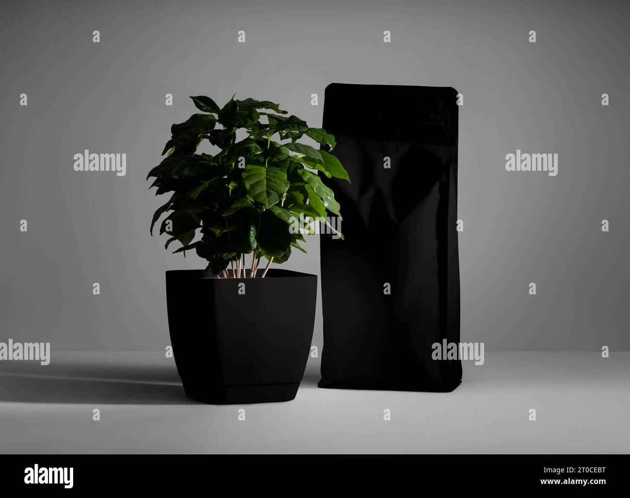 Black matte pouch template with flap, green arabica in pot, zip package with shadows on background, for design presentation. Doy pack layout for print Stock Photo