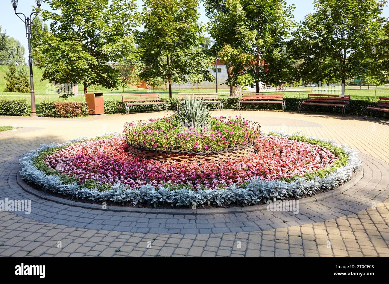 A beautiful flowers begonia and Silver dust Cineraria maritima growing in city garden. Planting and gardening concept. Lush blooming colorful common g Stock Photo