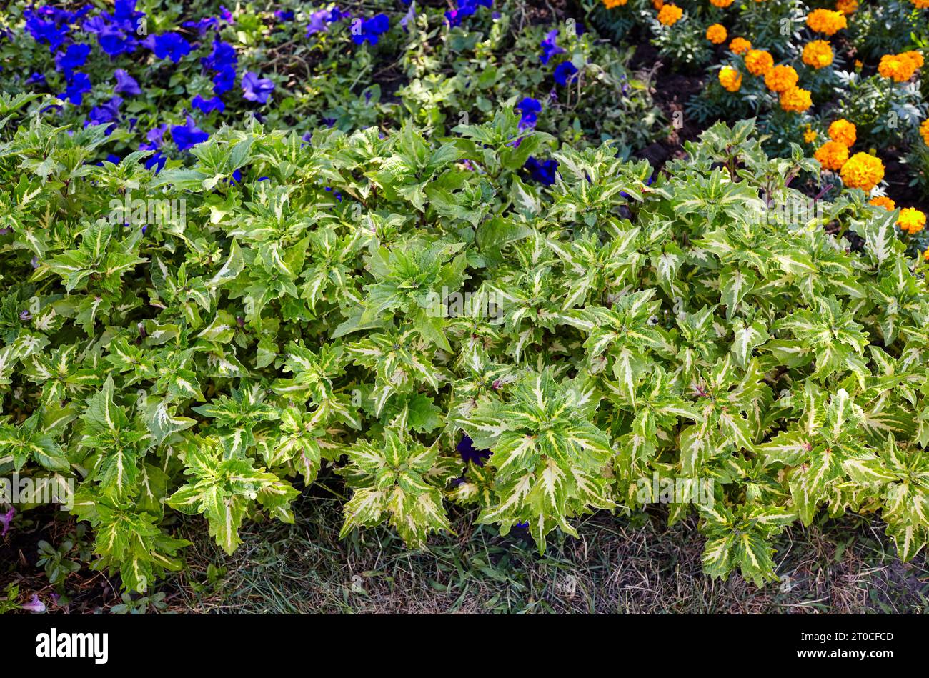 Plectranthus (White Edged Swedish Ivy) in city garden. Lush blooming colorful common garden flowers in city park. Selective focus Stock Photo