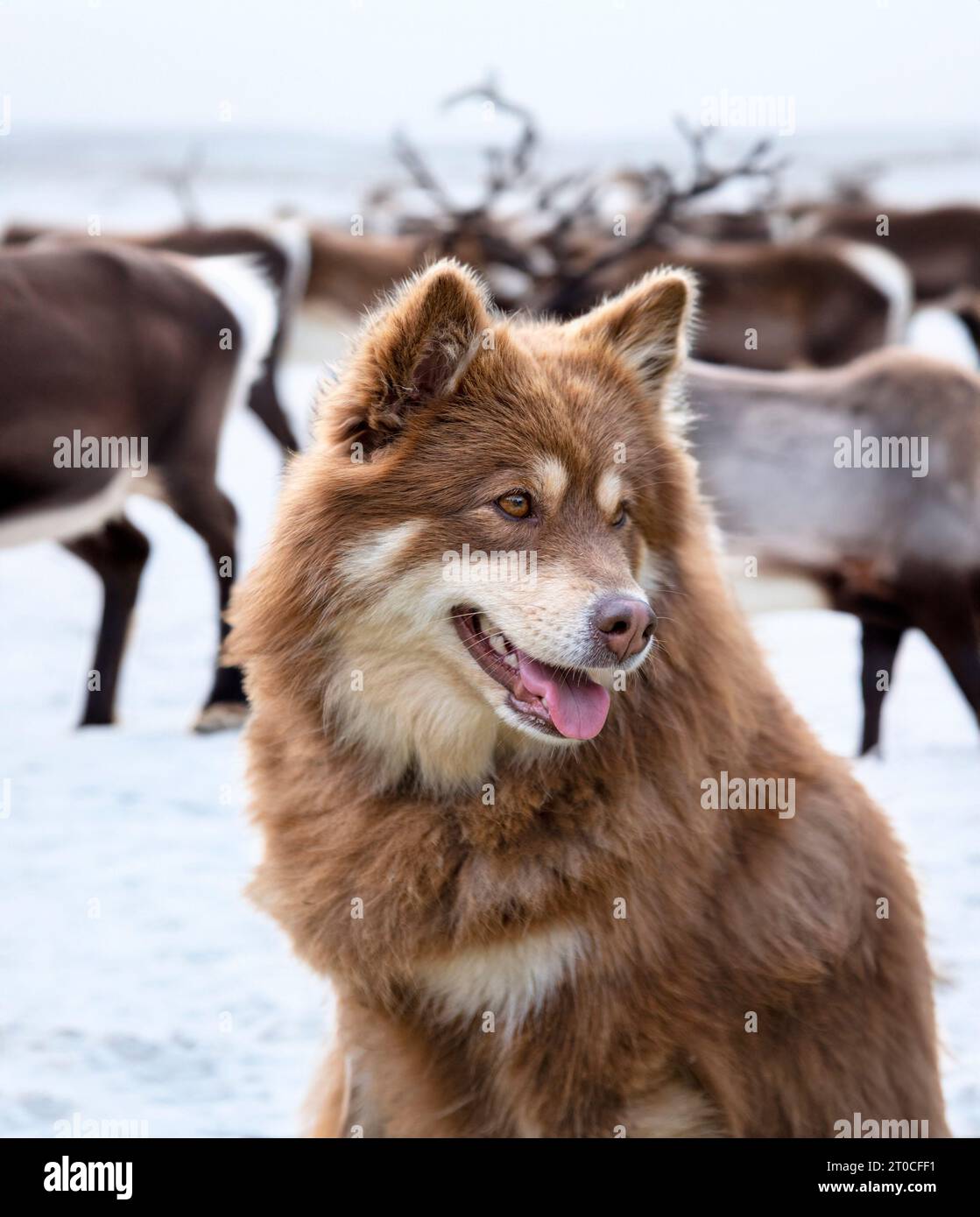 brown Finnish Lapphund walking in the nature Stock Photo - Alamy
