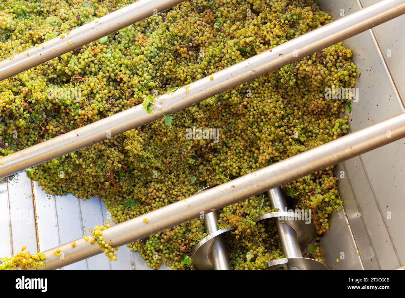 White grape in crusher destemmer, winemaking process Stock Photo Alamy