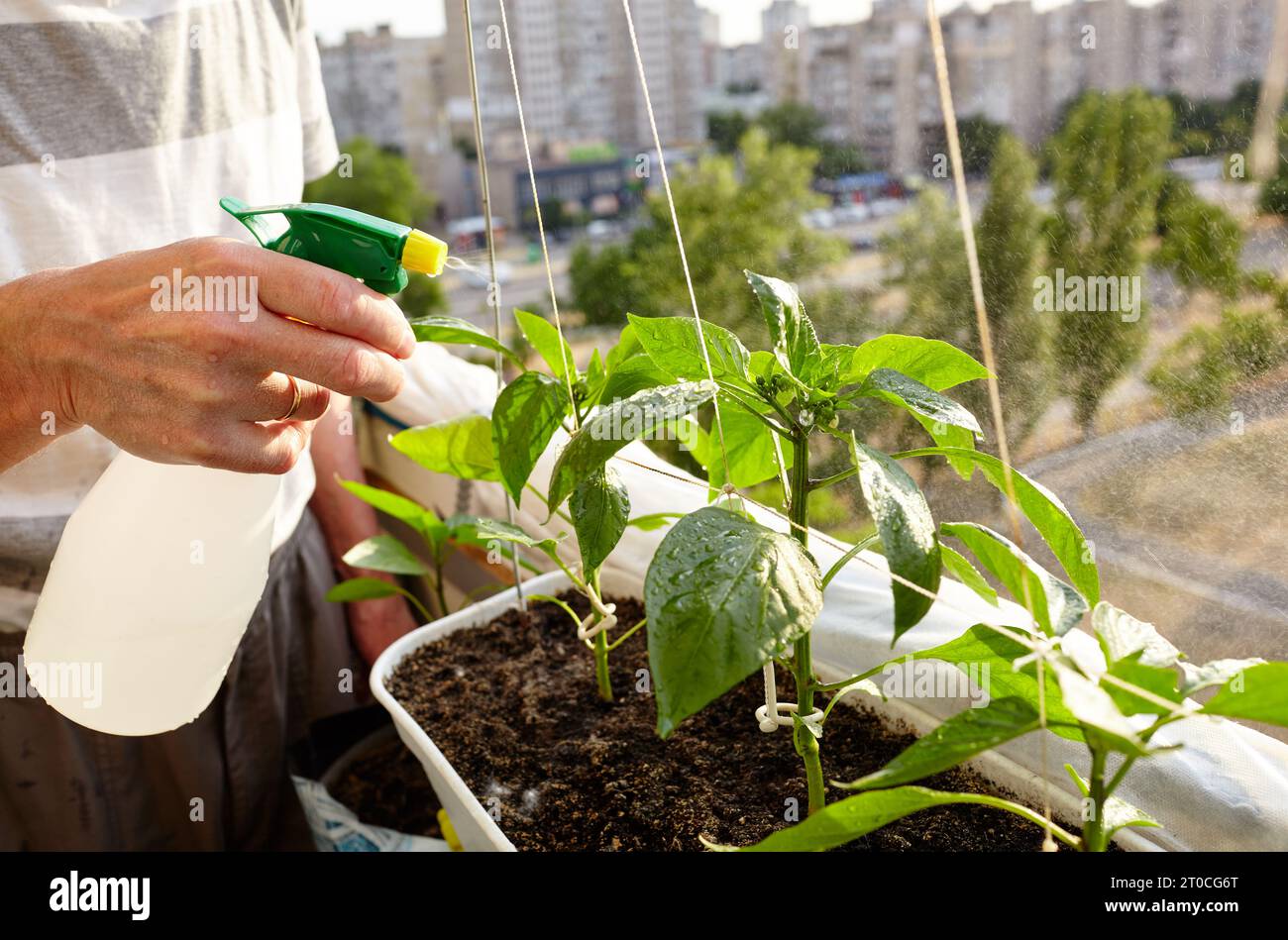 Image showcasing Old man gardening in home greenhouse. Men's hands hold spray bottle and ...