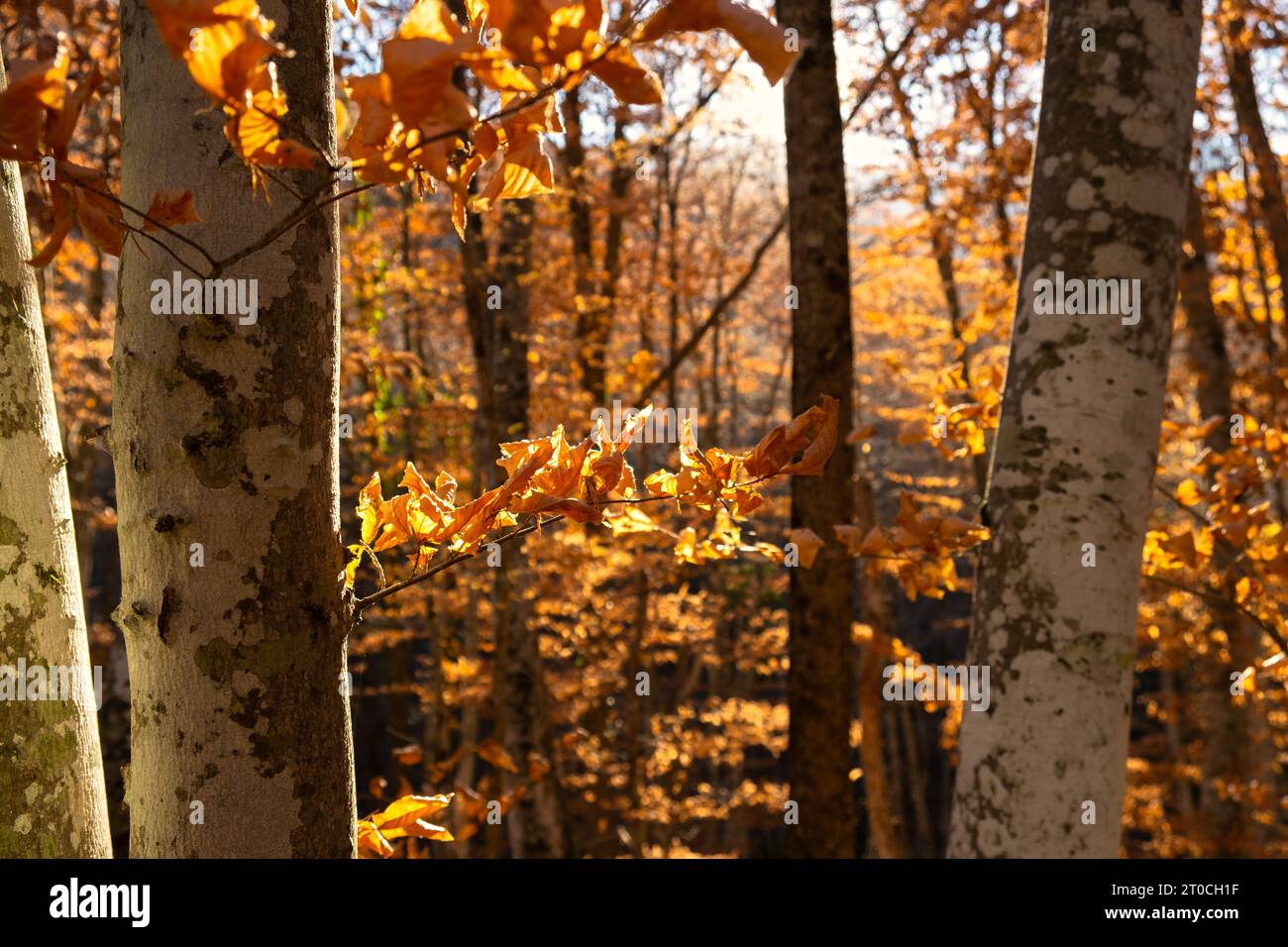 Golden orange bokeh rays hi-res stock photography and images - Alamy