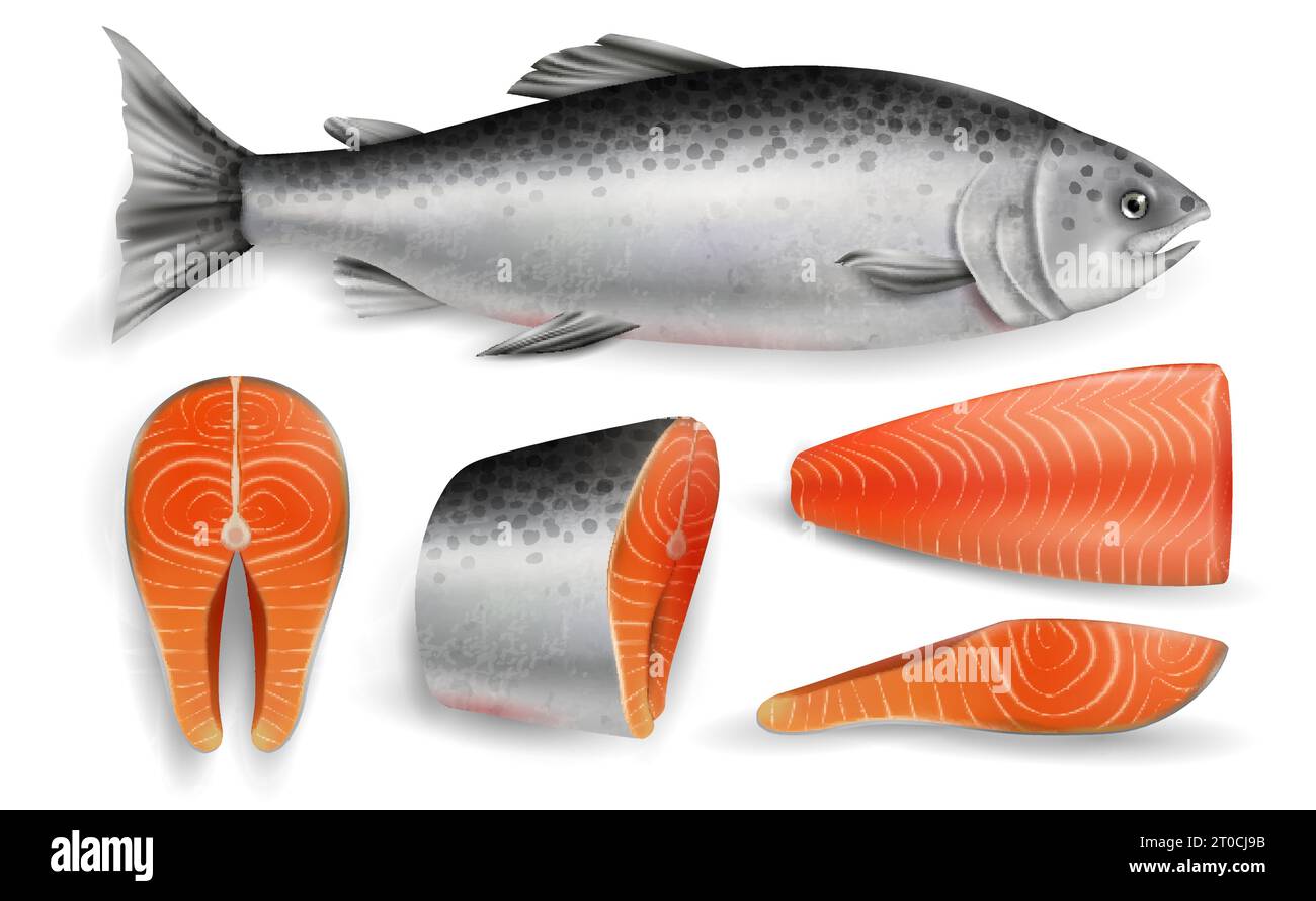 Salmon whole red fish, raw steaks and fillet, vector illustration ...