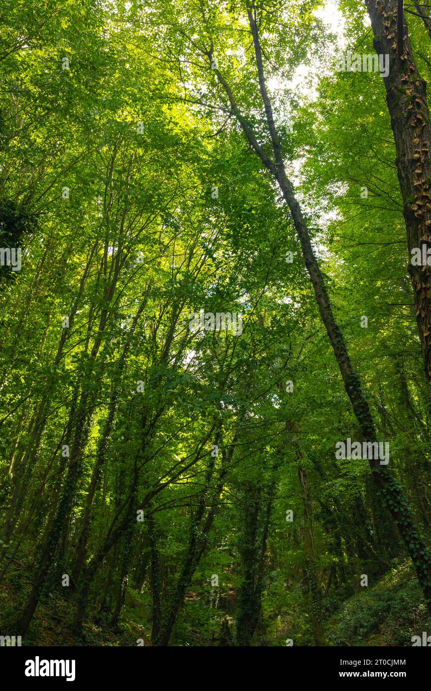 Forest view in vertical shot. Carbon net-zero concept background ...