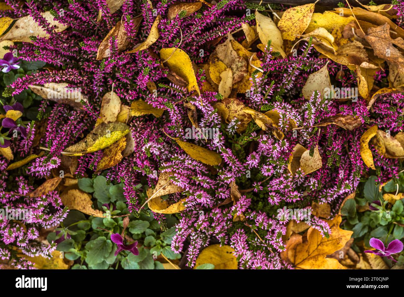 tiny purple heath flowers covered with autumnal yellow leaves Stock Photo