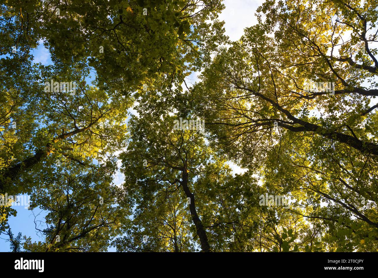 Carbon net-zero or carbon neutrality concept background. Trees from below in the forest in the autumn. Stock Photo