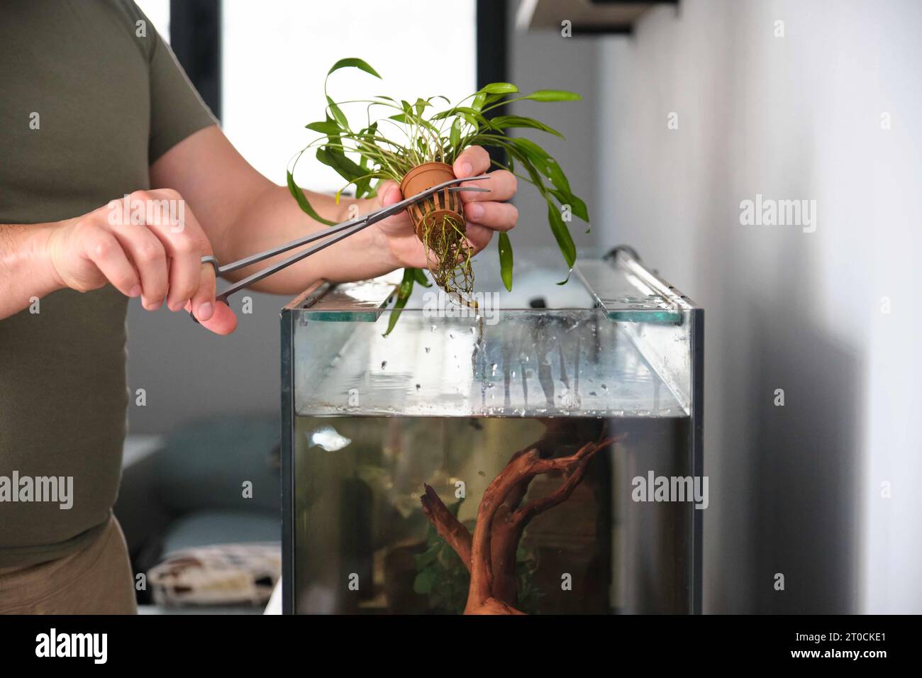 Man hands cutting the pot to plant new water plant, cryptocoryne x willisii, in aquarium at home. Stock Photo