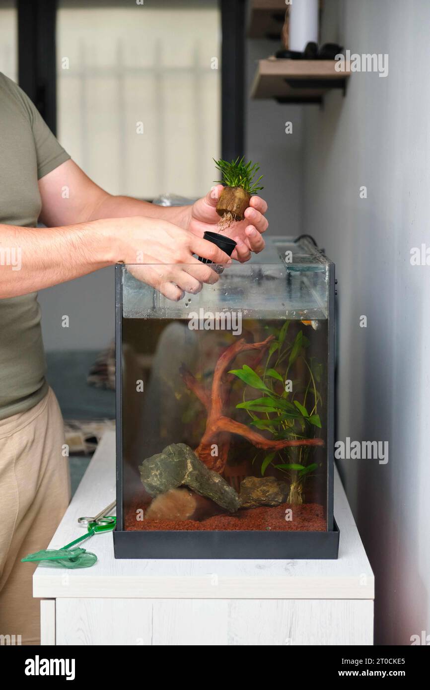Man hands planting new water plant, Cryptocoryne Parva, in aquarium at home. Stock Photo