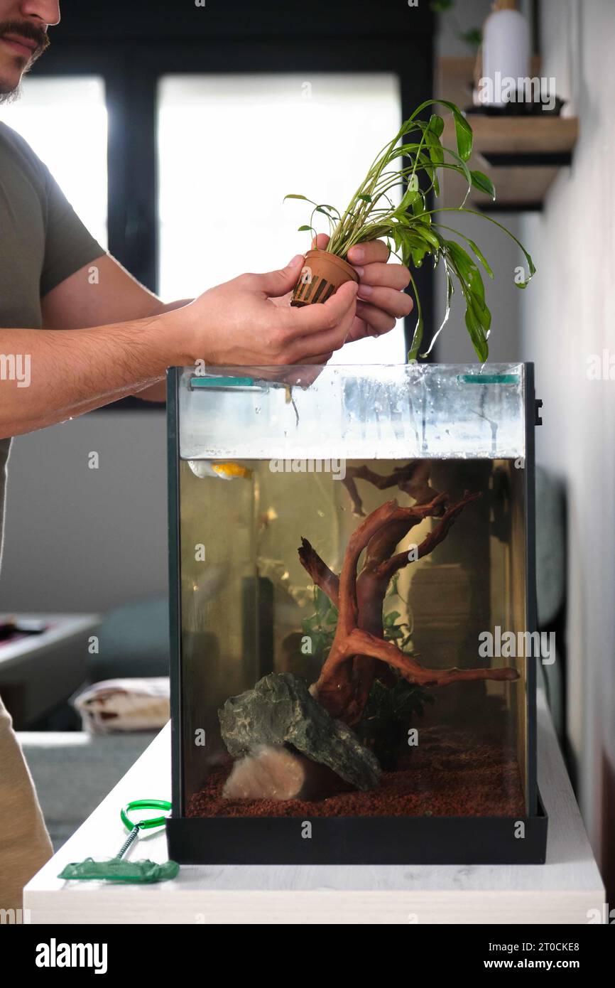 Man hands planting new water plant, cryptocoryne x willisii, in aquarium at home. Stock Photo