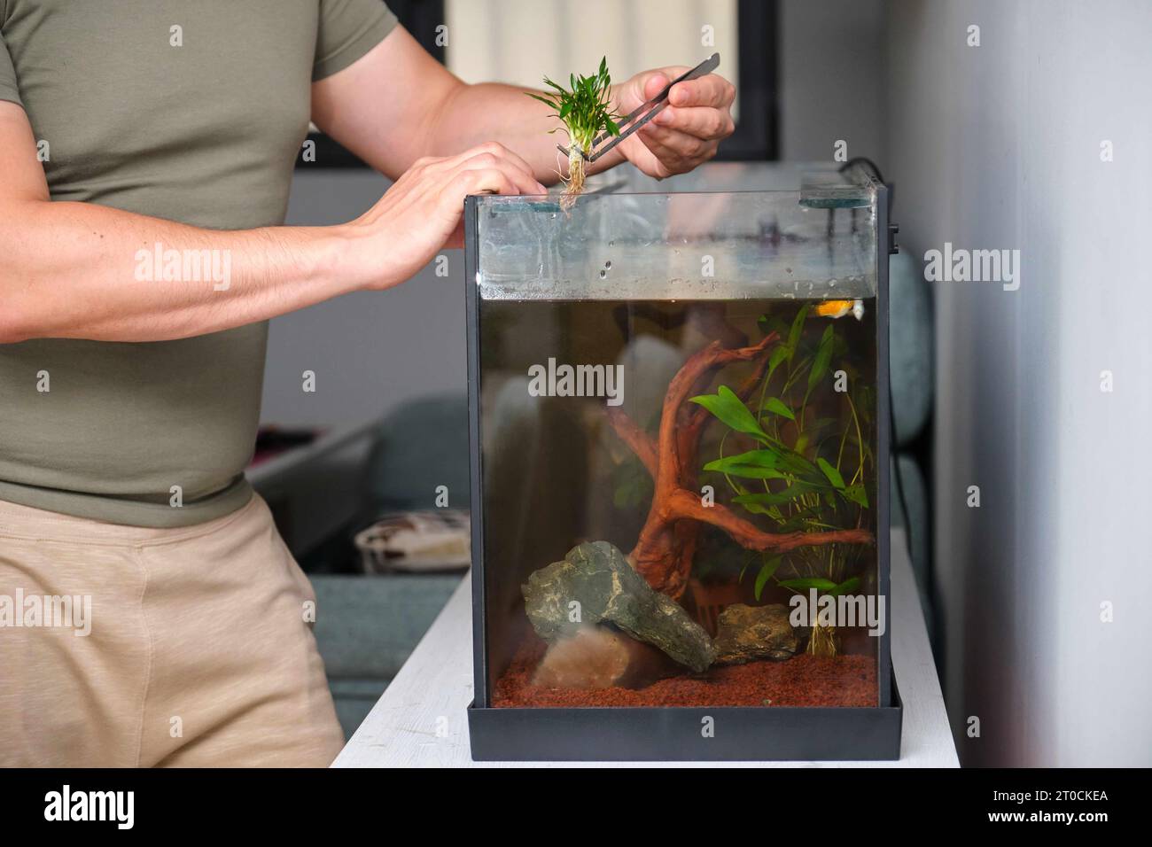 Man hands planting new water plant, Cryptocoryne Parva, using tweezers in aquarium at home. Stock Photo