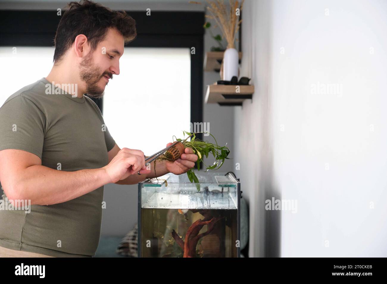 Man cutting the pot to plant new water plant, cryptocoryne x willisii, in aquarium at home. Stock Photo