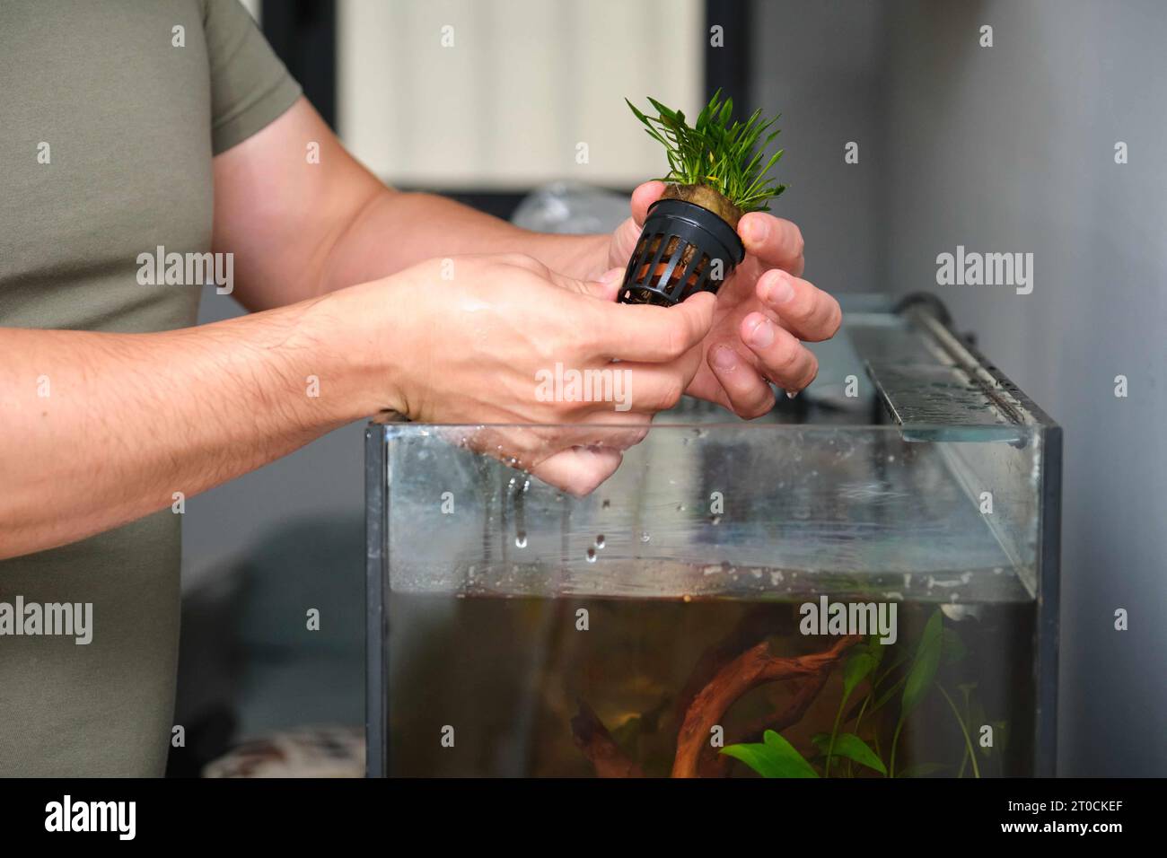 Man hands planting new water plant, Cryptocoryne Parva, in aquarium at home. Stock Photo