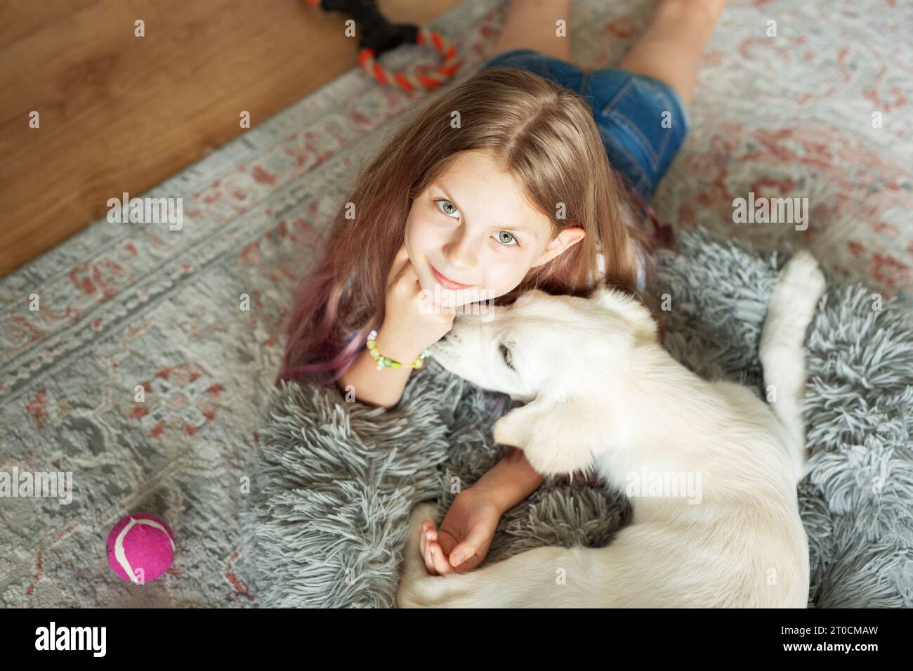Little girl playing with a golden retriever puppy at home. Friends at home. Stock Photo