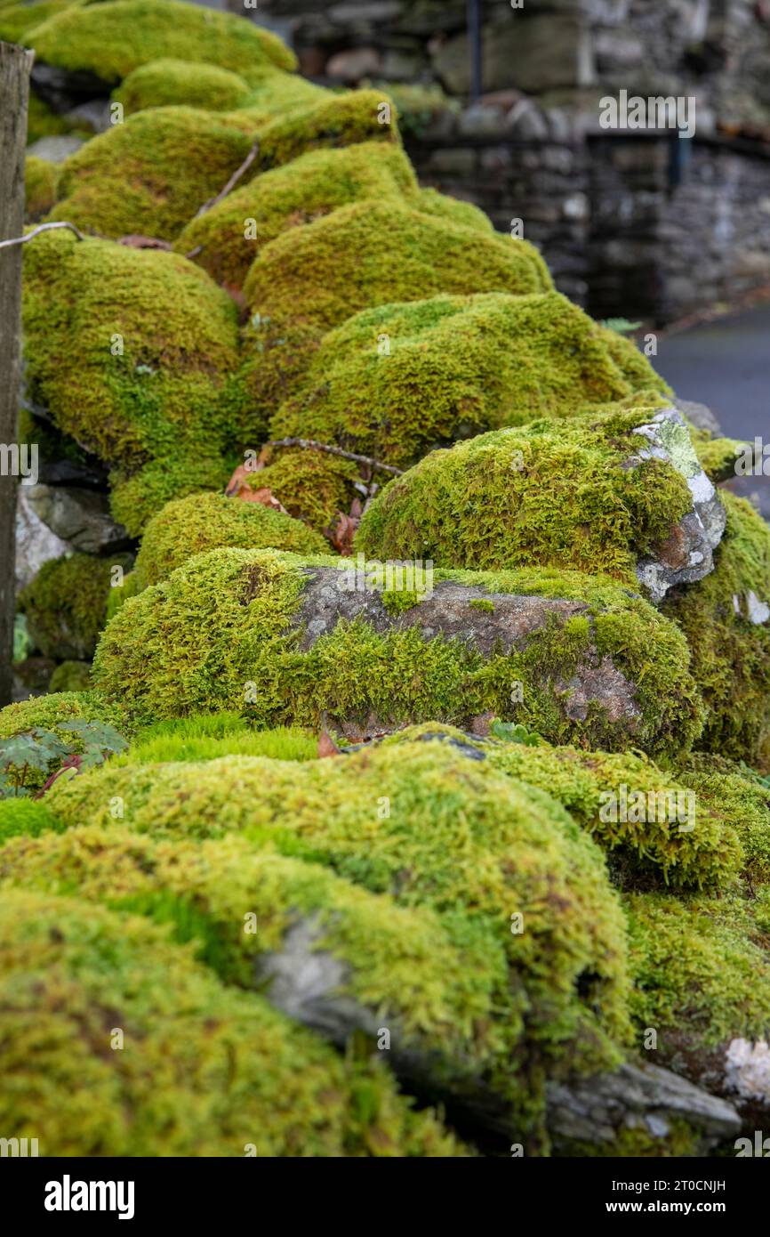 Moss mosses growing on a dry stone wall in Grasmere,Lake District national park,England,UK,2023 Stock Photo
