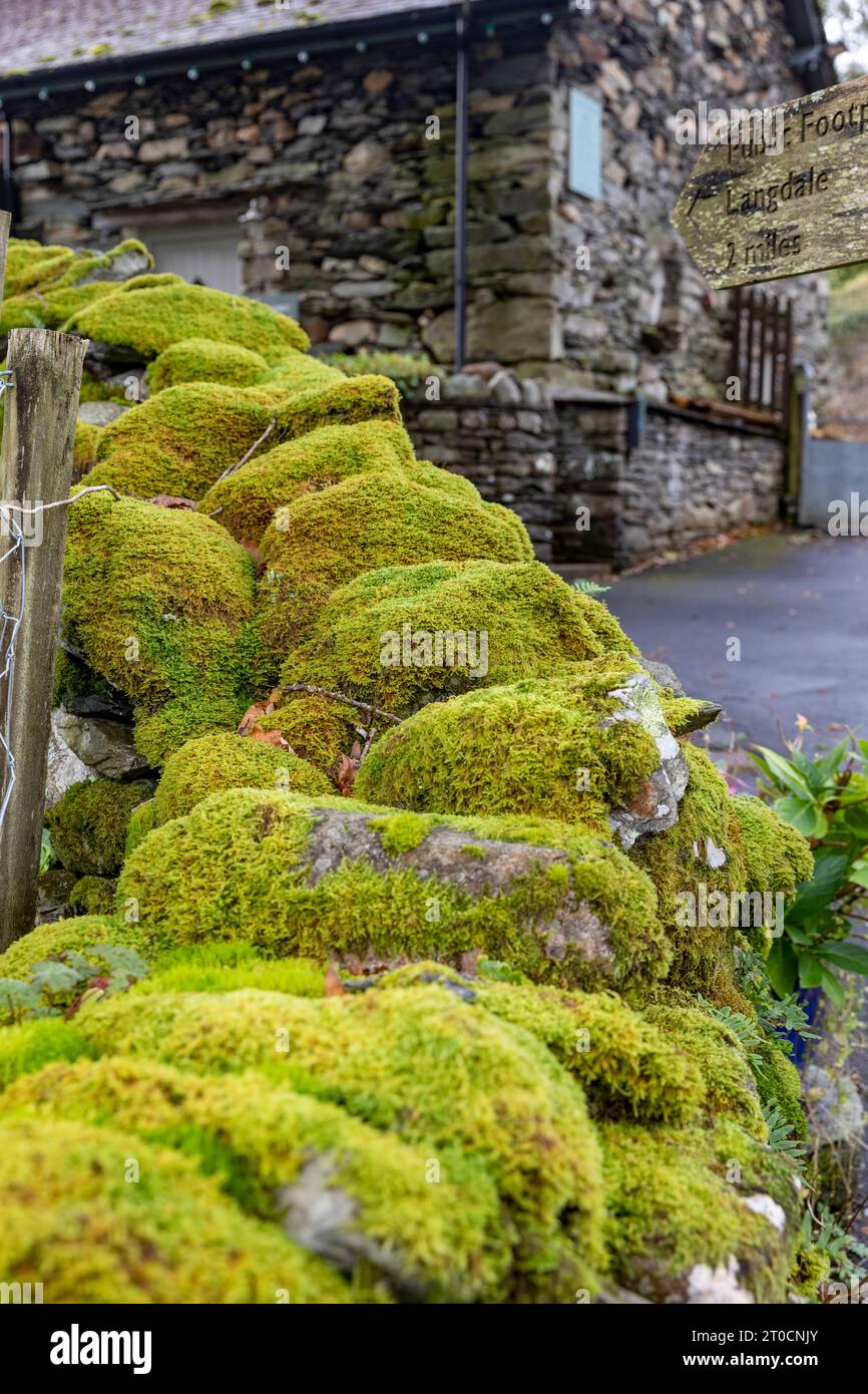 Moss mosses growing on a dry stone wall in Grasmere,Lake District national park,England,UK,2023 Stock Photo