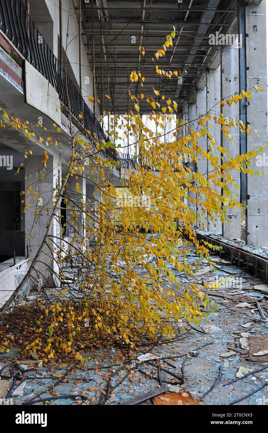 Nature taking over. Inside the abandoned Palace of Culture Energetik in Pripyat, Ukraine, 26 years after the Chernobyl Disaster in October 2012 Stock Photo