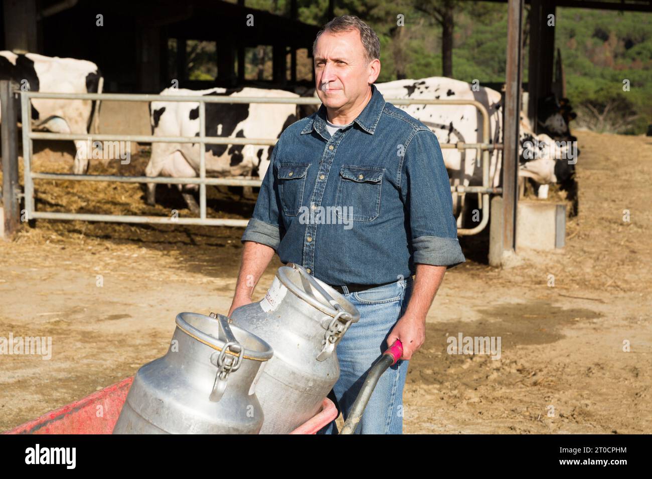 Portrait of man who is standing near cows Stock Photo - Alamy