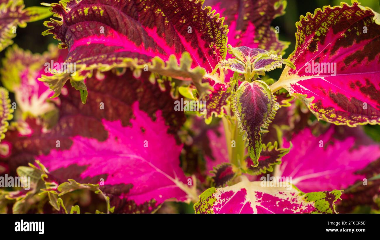 Beautiful pattern and texture of pink Coleus leave Stock Photo