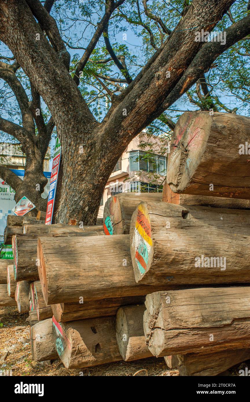 01 23 2013 Timber Wood at Timber mart Log cottayam Kottayam Kerala