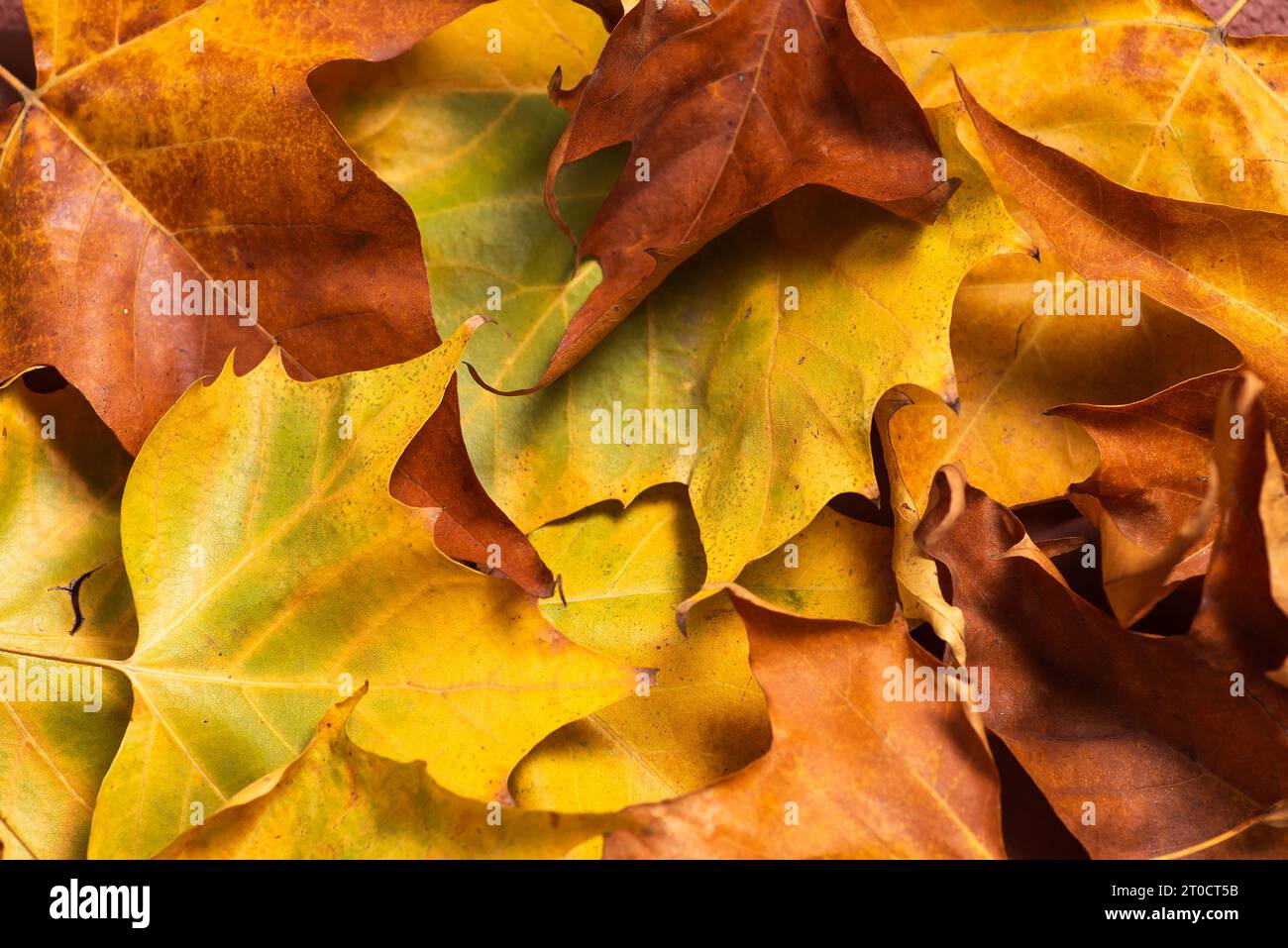 Autumn maple tree leaves full frame arrangement with many colorful leaves Stock Photo