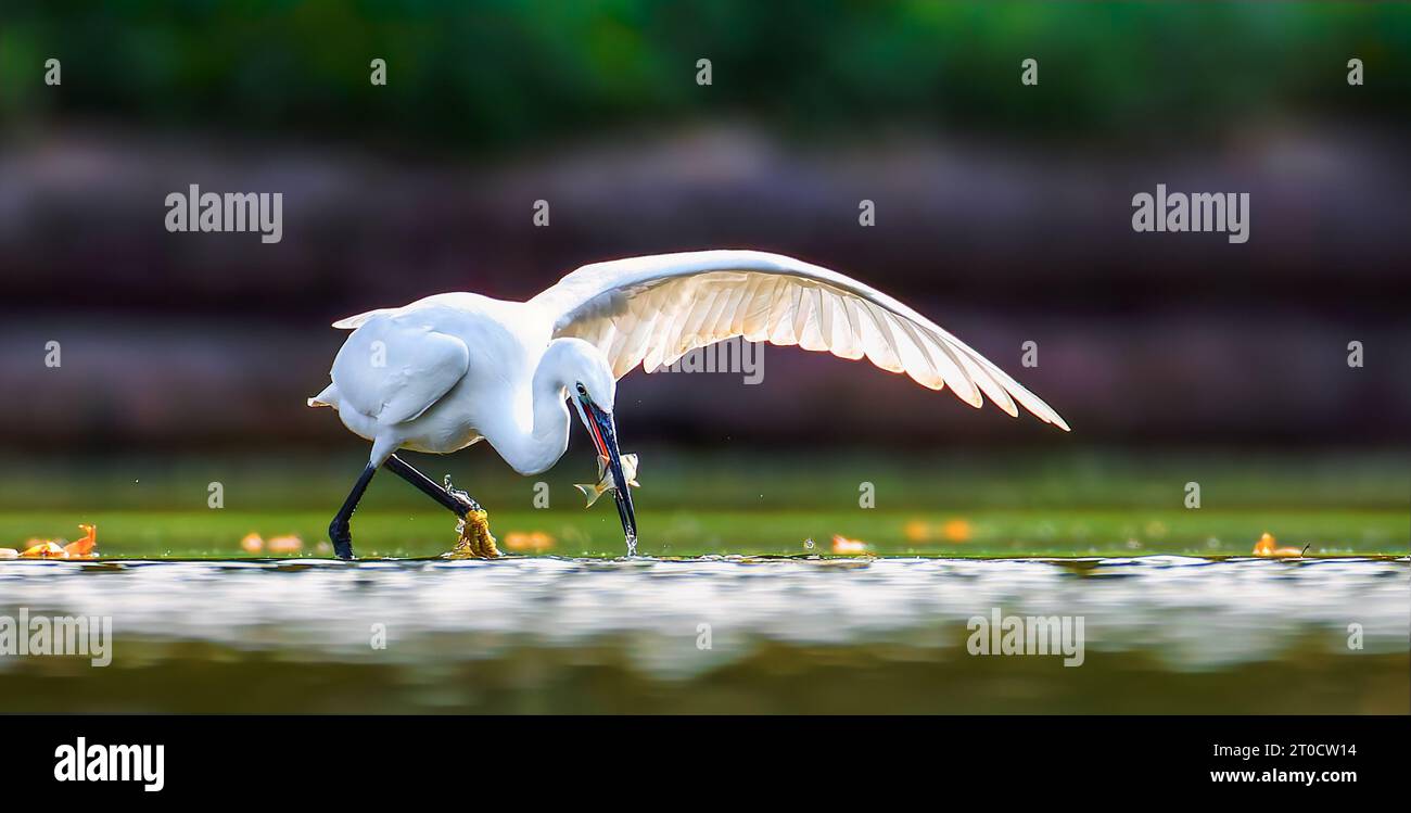Egretta garzetta it fishes in shallow water and uses its wings to catch fish, the best photo. Stock Photo