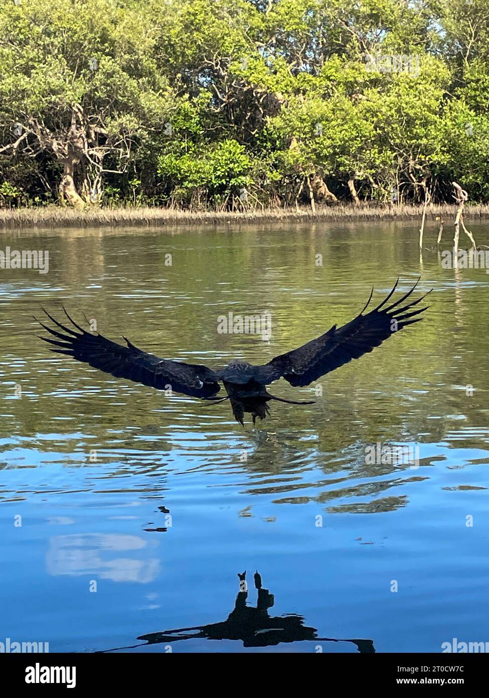 Black-headed eagle in backwaters of goa beach Stock Photo - Alamy
