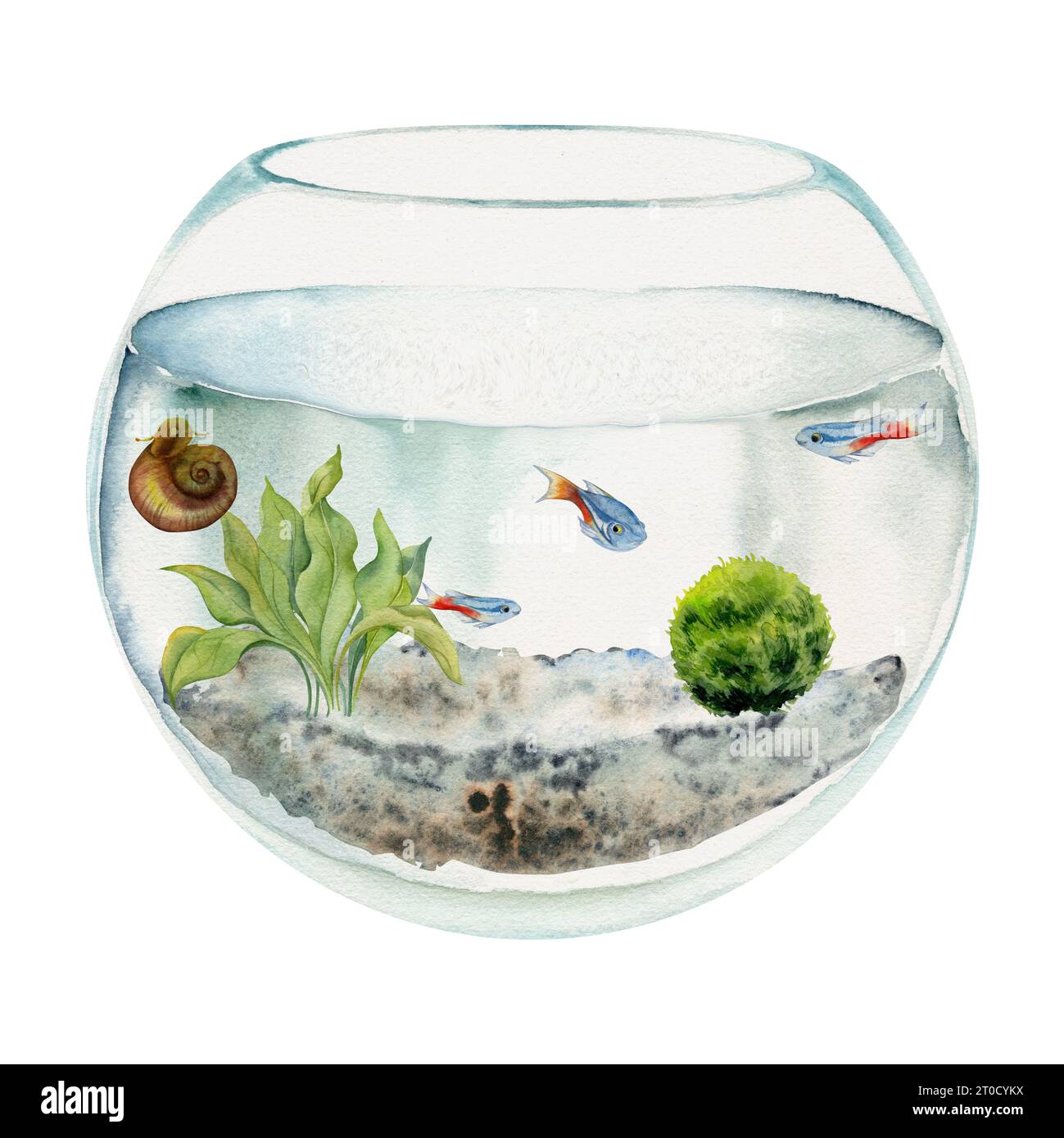 Hand drawn watercolor aquarium fish, algae, bog wood in round fishbowl